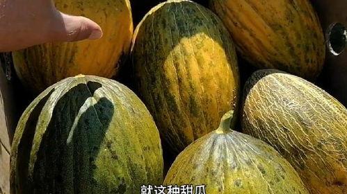 喜提吃瓜,揭秘娱乐圈幕后故事