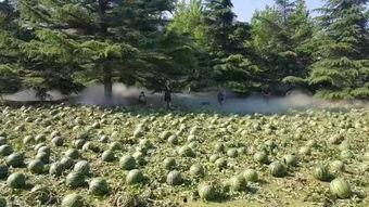 吃瓜软文,那些你不知道的幕后故事与八卦传闻