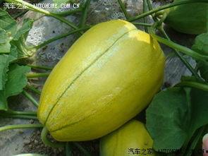 论坛吃瓜排行,热门事件背后的热议焦点