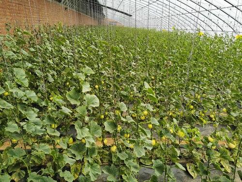 赤峰本地吃瓜,本地特色美食大揭秘