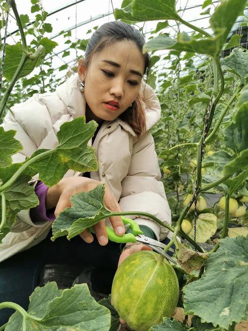 赤峰本地吃瓜,本地特色美食大揭秘