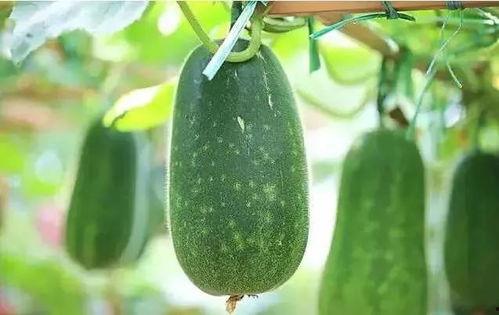 古瓜什么季节吃,秋季丰收，品味时光的甘甜