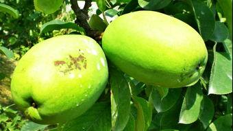 古瓜什么季节吃,秋季丰收，品味时光的甘甜