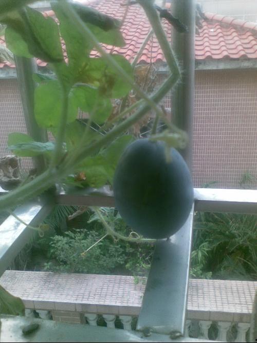 父母阳台吃瓜,一家人的悠闲时光