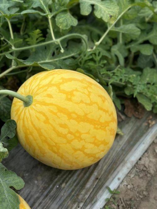 浙江银行吃瓜,揭秘金融圈内的“瓜田李下”