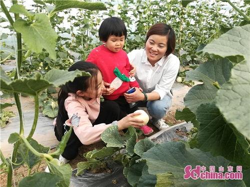 吃白梨瓜,白梨瓜的清爽滋味