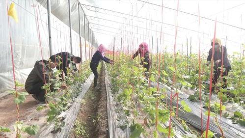 吃白梨瓜,白梨瓜的清爽滋味