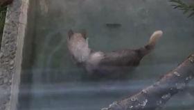 唢呐狼吃瓜,狼吃瓜的传奇故事