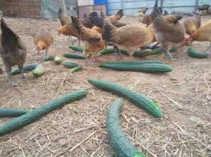 鸡吃瓜能下蛋吗,揭秘动物饮食与产蛋的奇妙关系