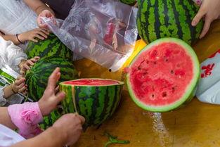 吃瓜视频巧克力,巧克力背后的秘密与魅力