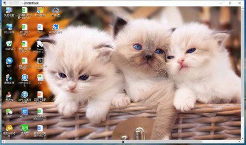 吃瓜猫咪营销号,揭秘娱乐圈幕后真相！