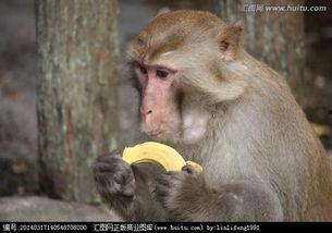 傻猴崽吃瓜,傻猴崽的瓜田奇遇记