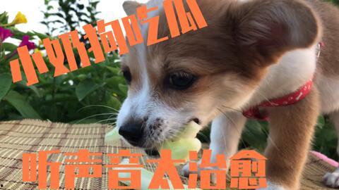 吃瓜狗视频全集,揭秘娱乐圈幕后真相