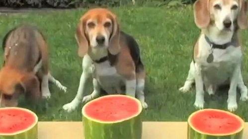 吃瓜狗视频全集,揭秘娱乐圈幕后真相