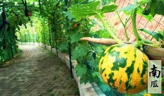 吃瓜摸鱼网,带你领略网络世界的趣味与轻松