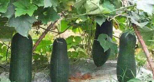 木棉吃瓜24集,揭秘剧情高潮与情感纠葛