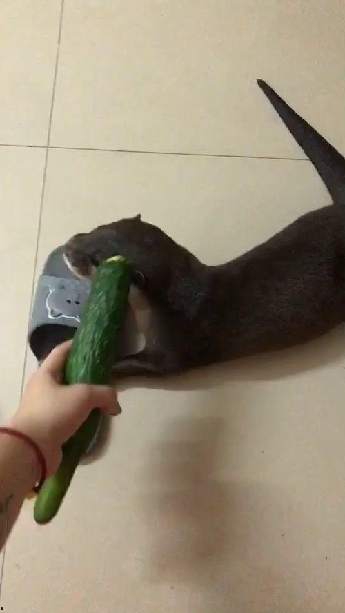 吃瓜还得坐着吃的说说,揭秘“吃瓜还得坐着吃”的悠闲生活态度