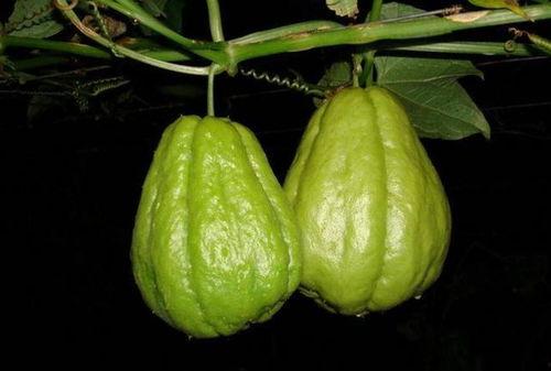 瓜怎样吃最好,探寻最佳吃瓜之道