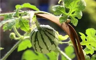 吃瓜怎么授粉,揭秘自然界的奇妙现象