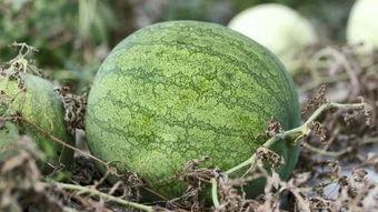 冷夕在线吃瓜,娱乐圈那些不为人知的瓜