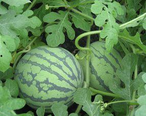 怀孕吃生瓜,生瓜的食用与注意事项