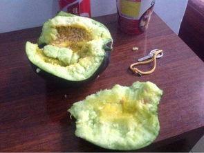 吃瓜先吃瓤,揭秘瓜果美味的第一口奥秘