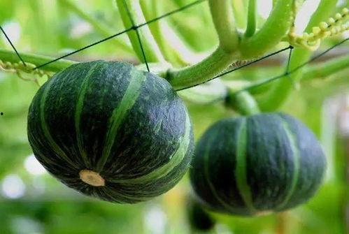 闻到香味吃瓜视频