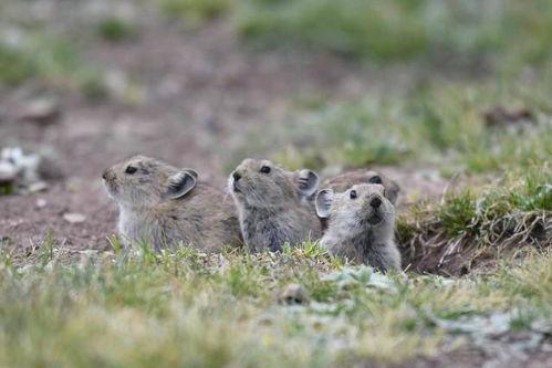 鼠兔吃瓜,瓜田乐享