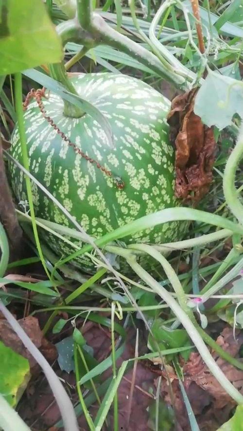 韦神吃瓜反应,揭秘电竞圈幕后风云