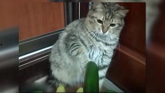 吃瓜仙女猫